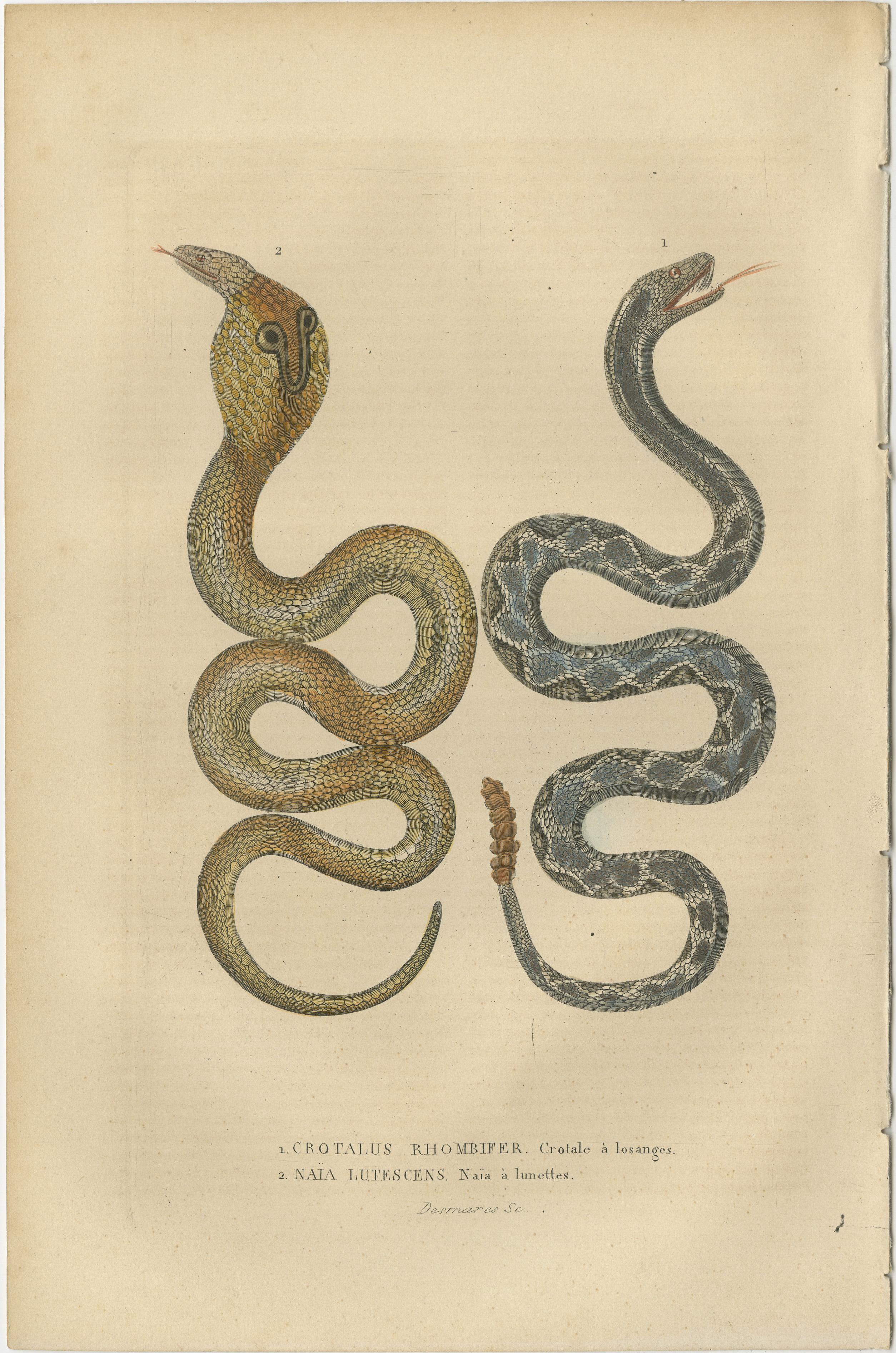Mid-19th Century Old Hand-colored Snake Print of a Rattlesnake and a Naïa with Glasses
