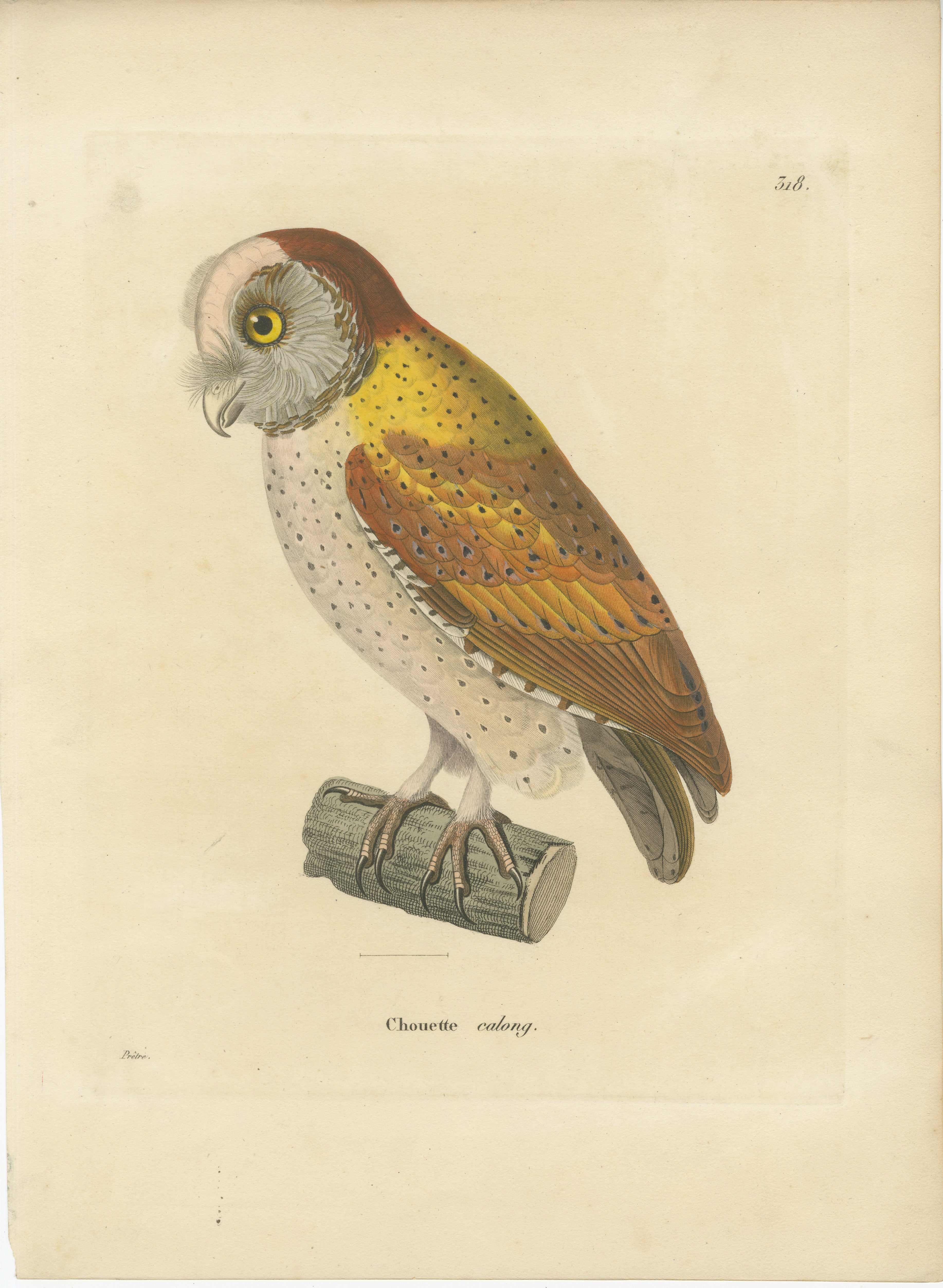 Dieser Druck ist eine ornithologische Illustration aus dem 19. Jahrhundert, die eine Eule mit dem Label 