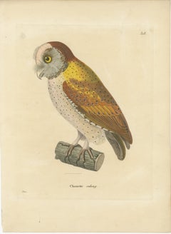 Ancienne estampe ornithologique colorée à la main du « chouette calong » (hibou calong), 1838