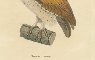 Old Handcolored Ornithological Print of the 'Chouette calong' (Calong Owl), 1838, view 3