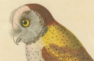 Old Handcolored Ornithological Print of the 'Chouette calong' (Calong Owl), 1838, view 4