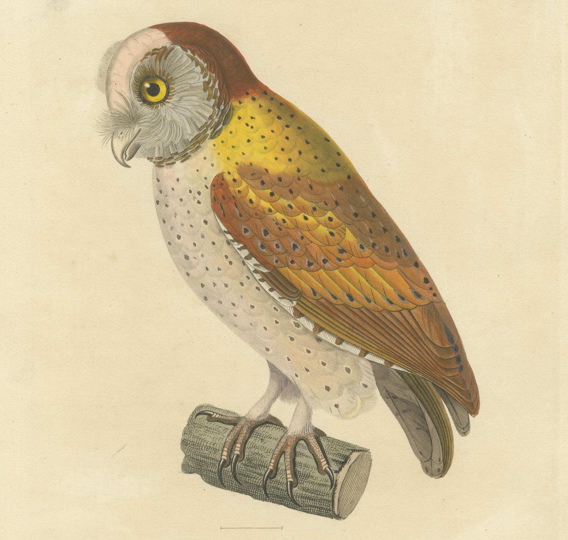 Old Handcolored Ornithological Print of the 'Chouette calong' ( Calong Owl), 1838 (Papier) im Angebot