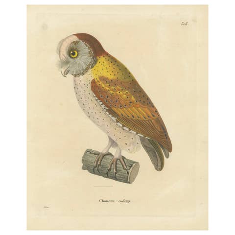 Old Handcolored Ornithological Print of the 'Chouette calong' (Calong Owl), 1838