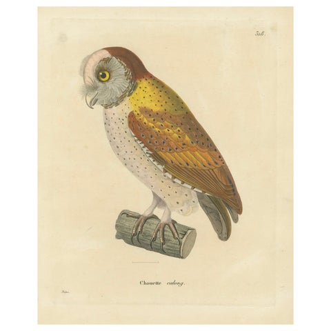 Old Handcolored Ornithological Print of the 'Chouette calong' (Calong Owl), 1838