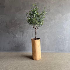 Old Hollowed Out Tree Stump Vessel