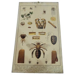 Old Home and Garden Science Chart Insects, Bees and Spiders