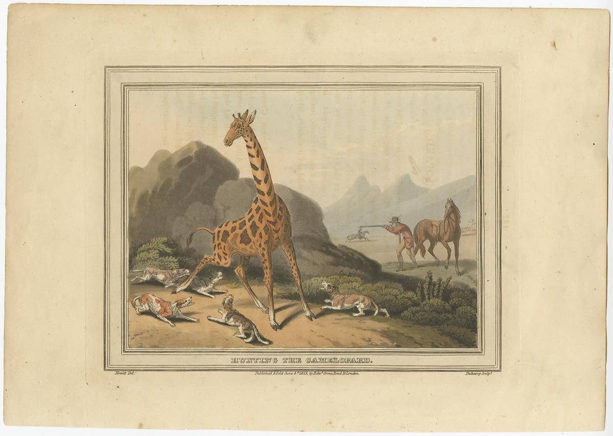Old Hunting Scene of the 'Camelopard', a Name Often Used for a Giraffe, 1813