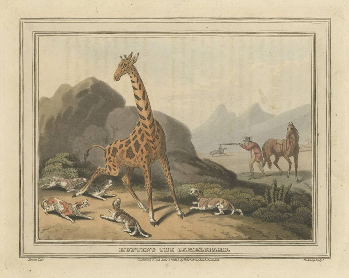 Old Hunting Scene of the 'Camelopard', a Name Often Used for a Giraffe, 1813
