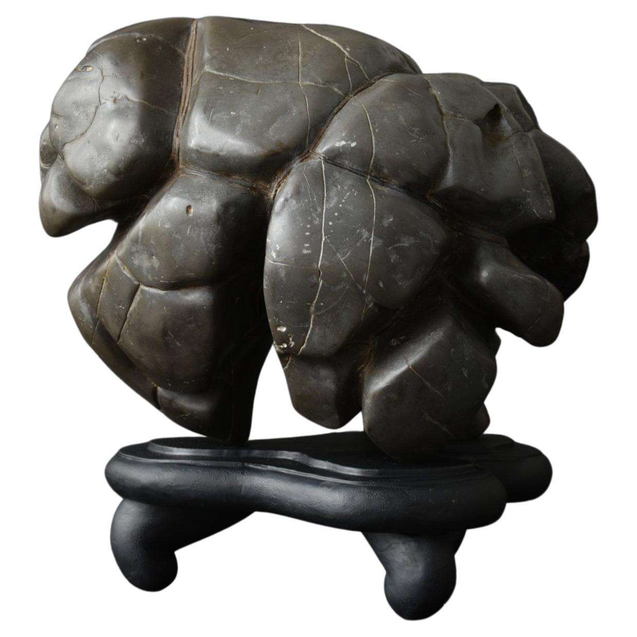 Ancienne pierre d'érudit japonaise/coquille de tortue Type pierre/appréciation pierre/suiseki en vente
