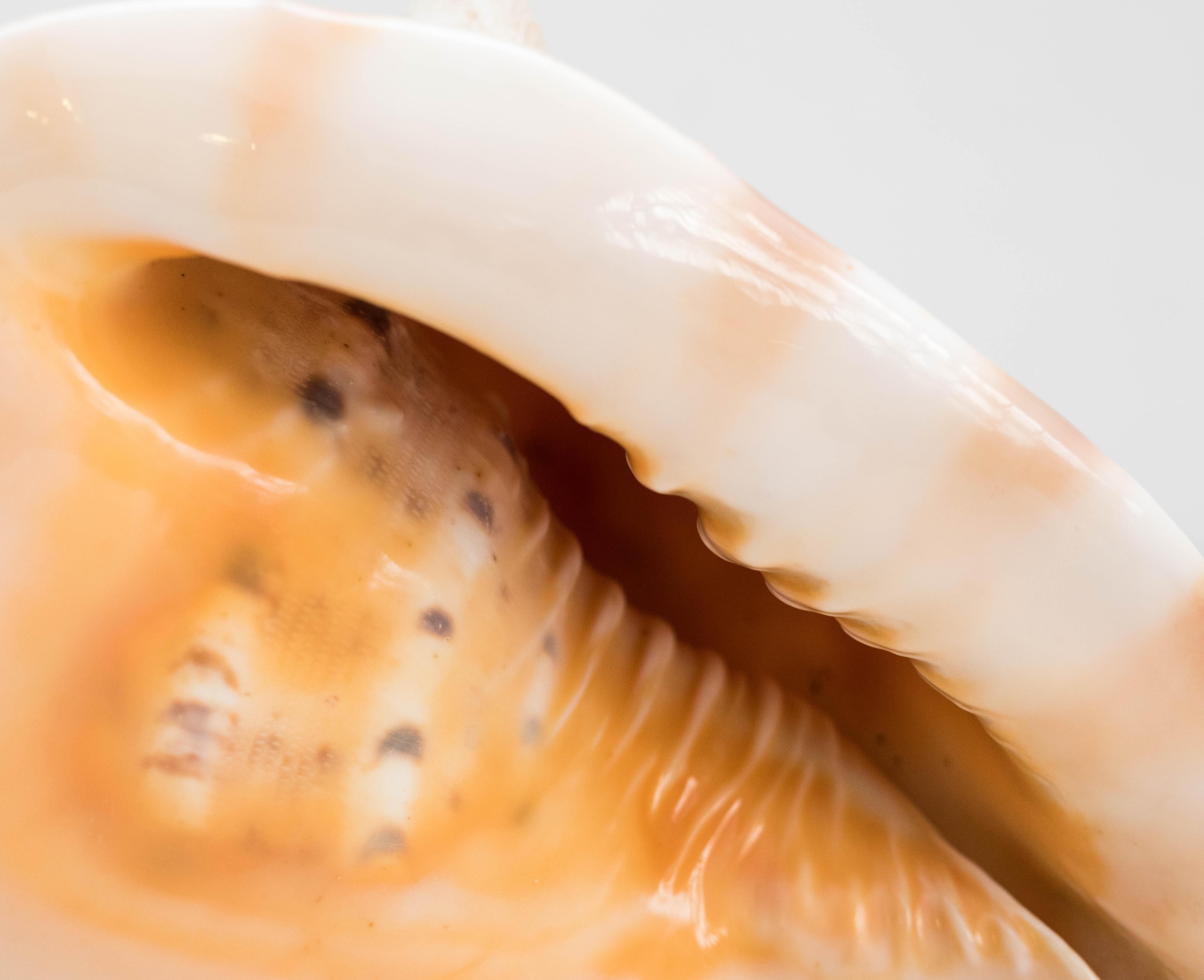 Old Large Conch or Queen Helmet Shell, 1970 1