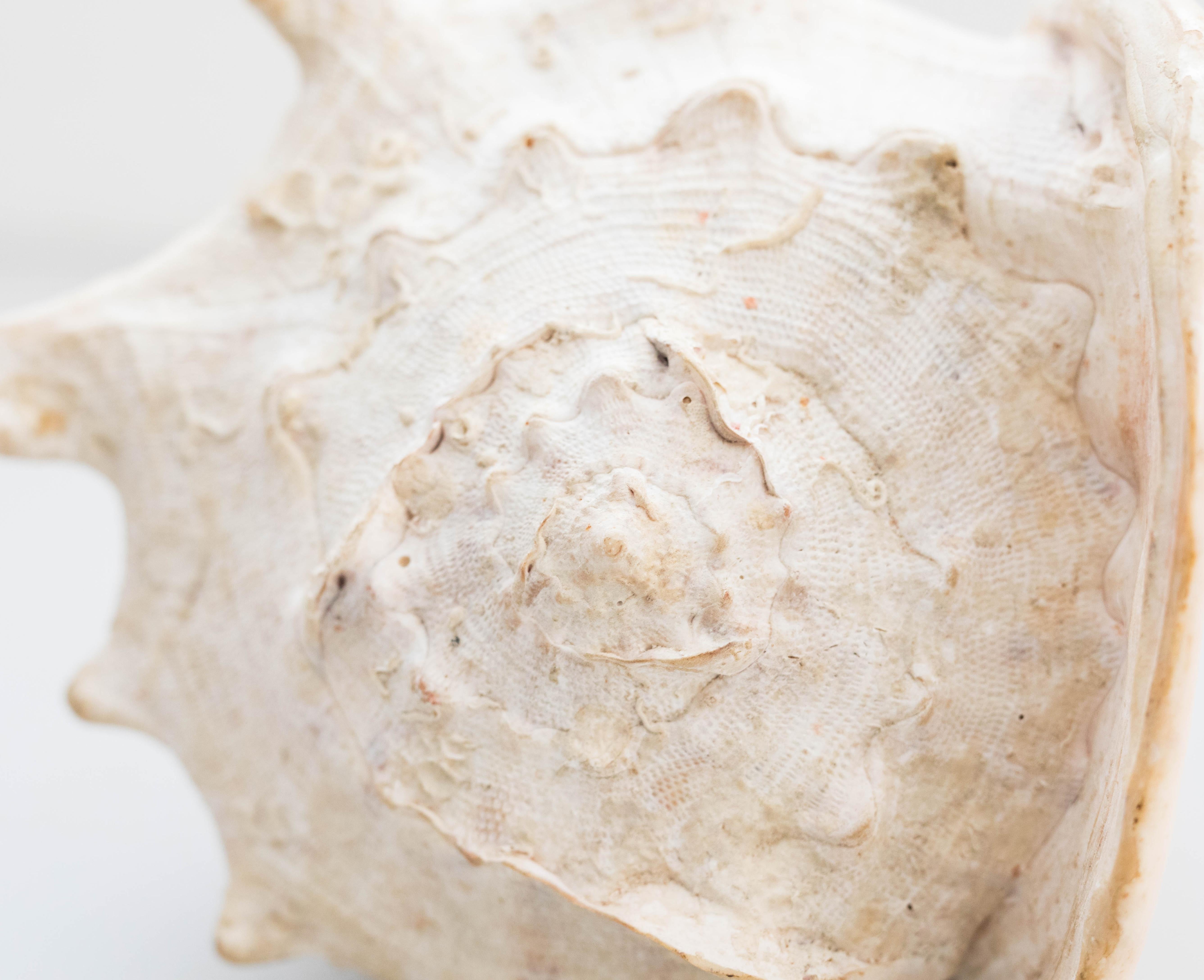 Old Large Conch or Queen Helmet Shell, 1970 3