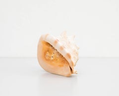 Ancienne grande coquille de casque ou de casque Queen, 1970