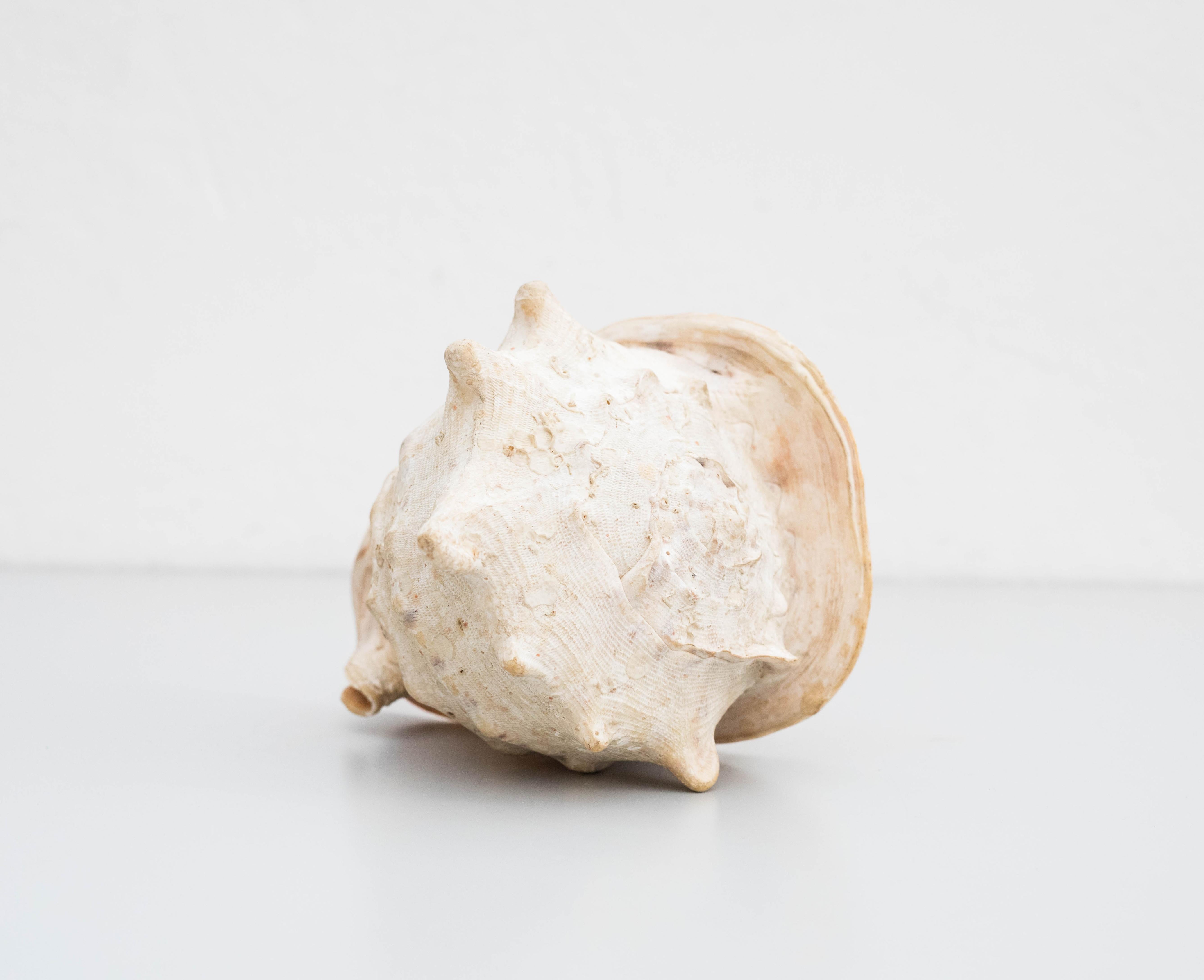 Mid-Century Modern Old Large Conch or Queen Helmet Shell, 1970