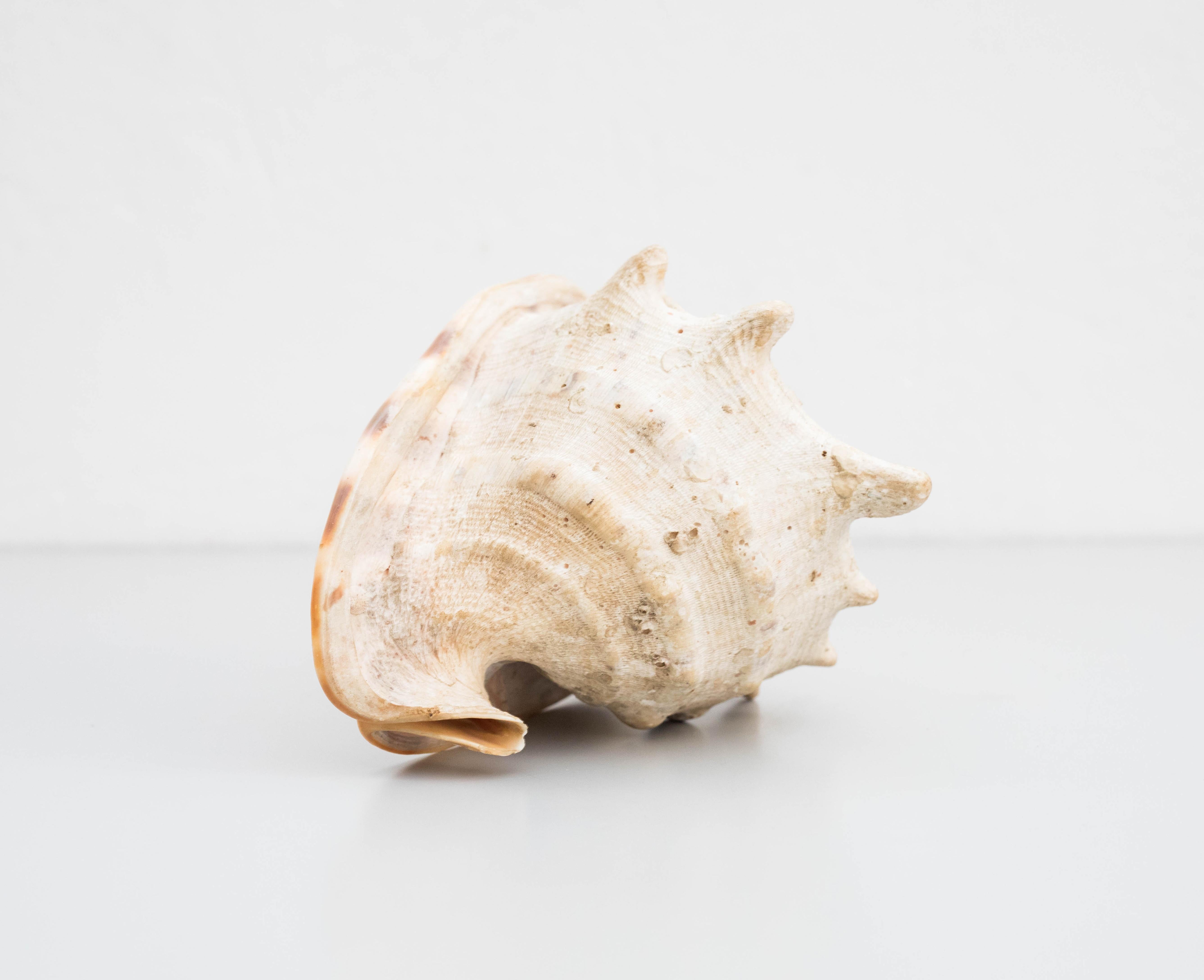 Coquillage Ancienne grande coquille de casque ou de casque Queen, 1970 en vente