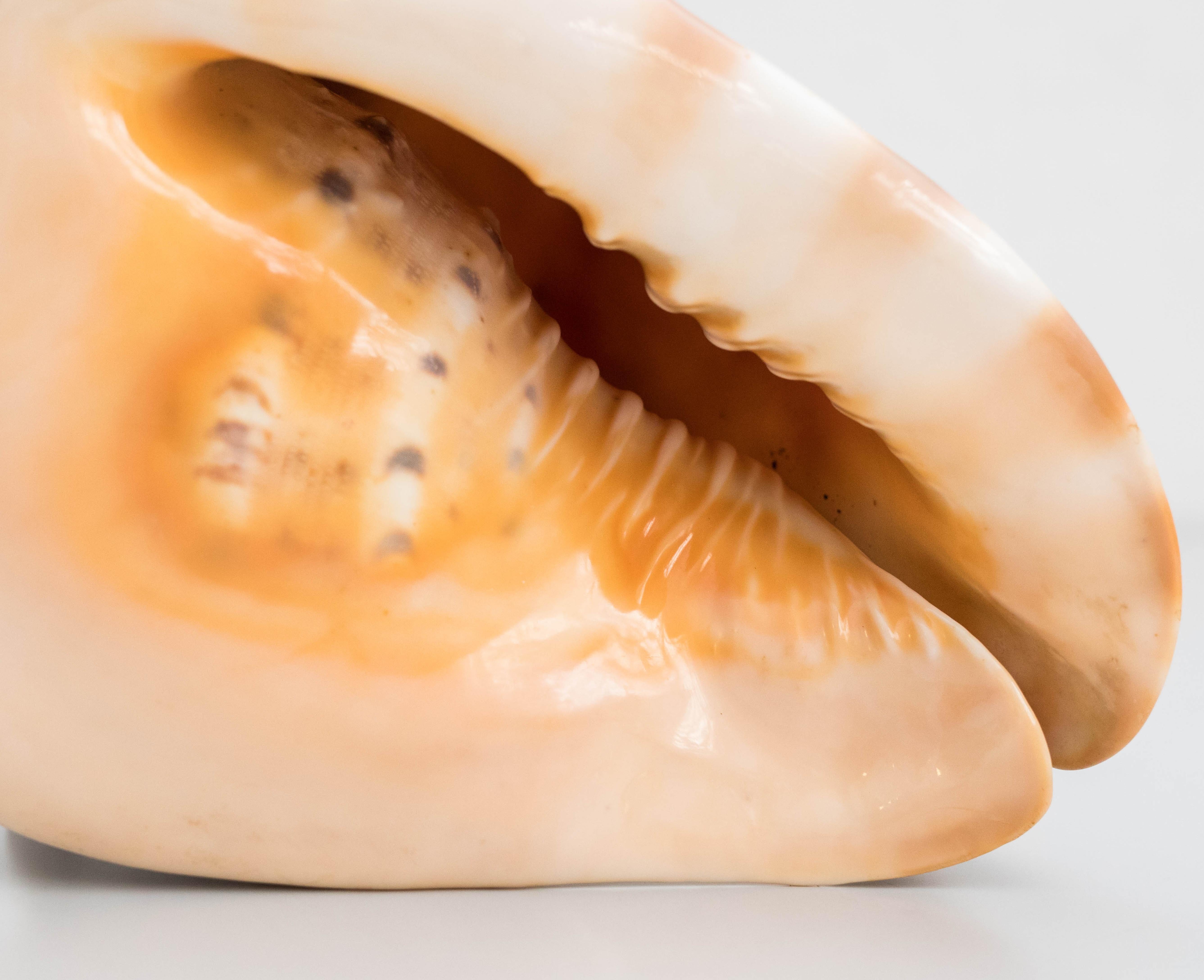 Ancienne grande coquille de casque ou de casque Queen, 1970 en vente 2