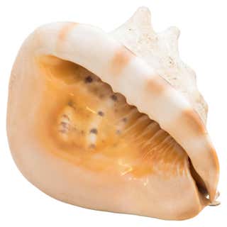 Natural Round Conch Shell For Sale at 1stDibs | how much is a conch ...