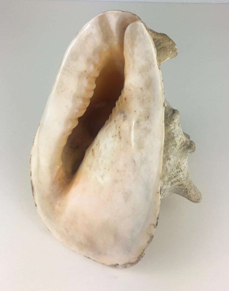 Old Large Conch or Queen Helmet Shell at 1stDibs queen helmet conch shell for sale, large
