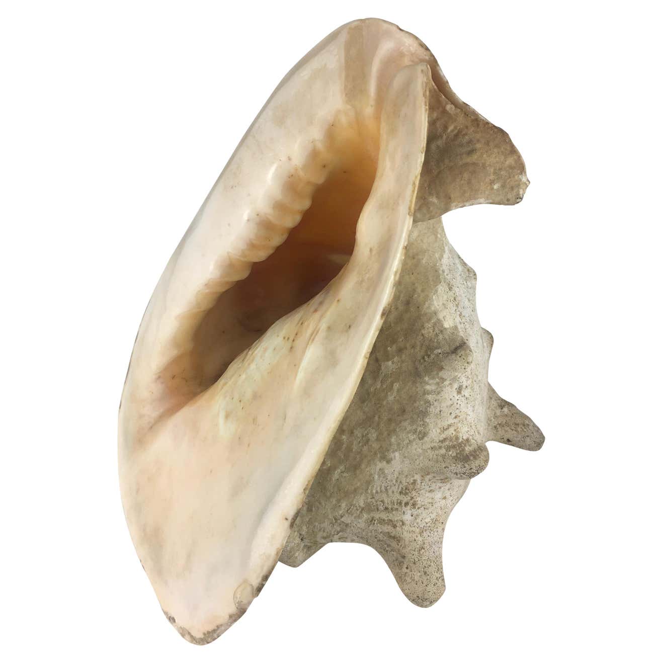 Old Large Conch or Queen Helmet Shell at 1stDibs | queen helmet conch ...