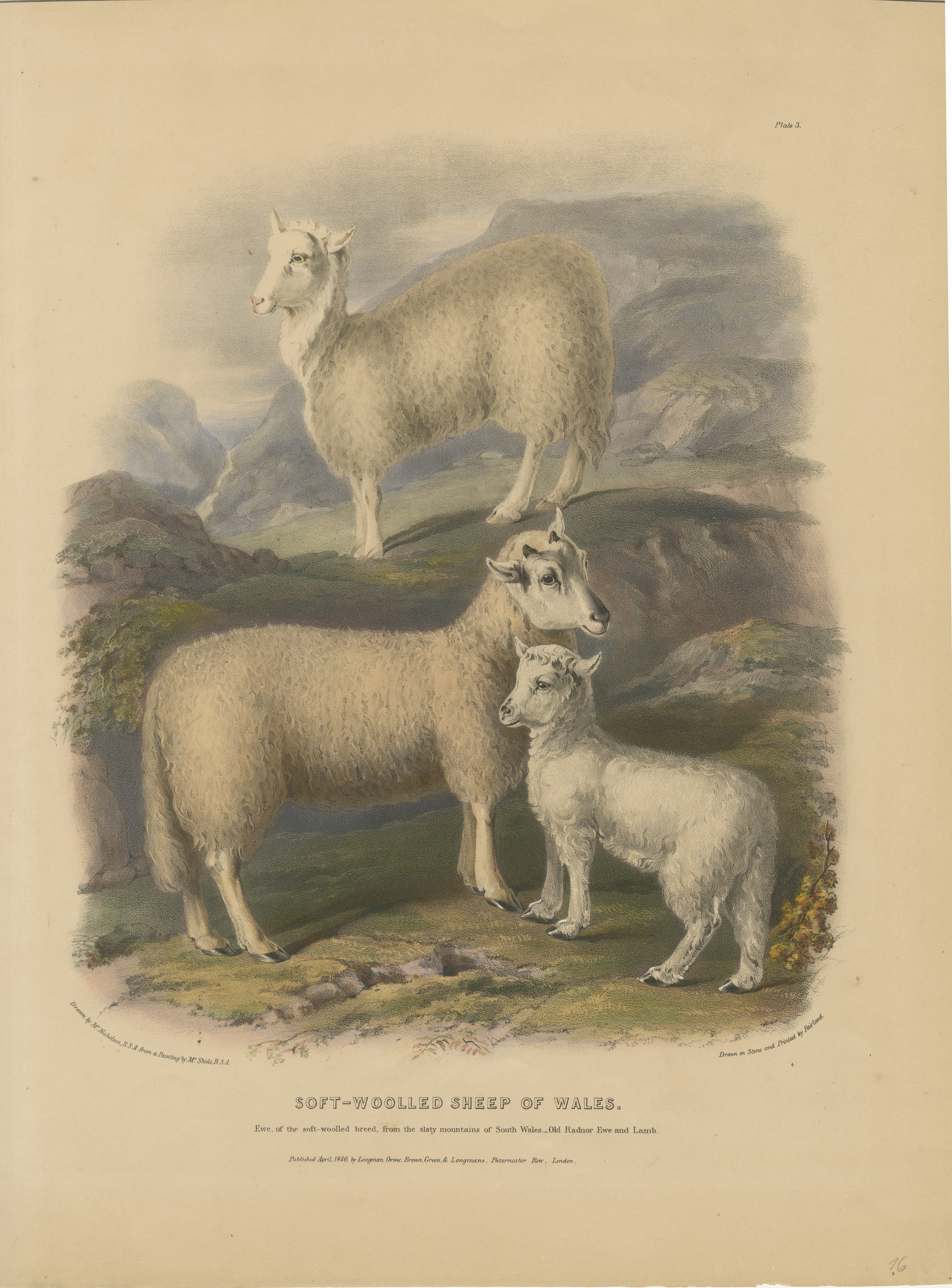 Antigua litografía coloreada de Fairland según W. Nicholson, de 