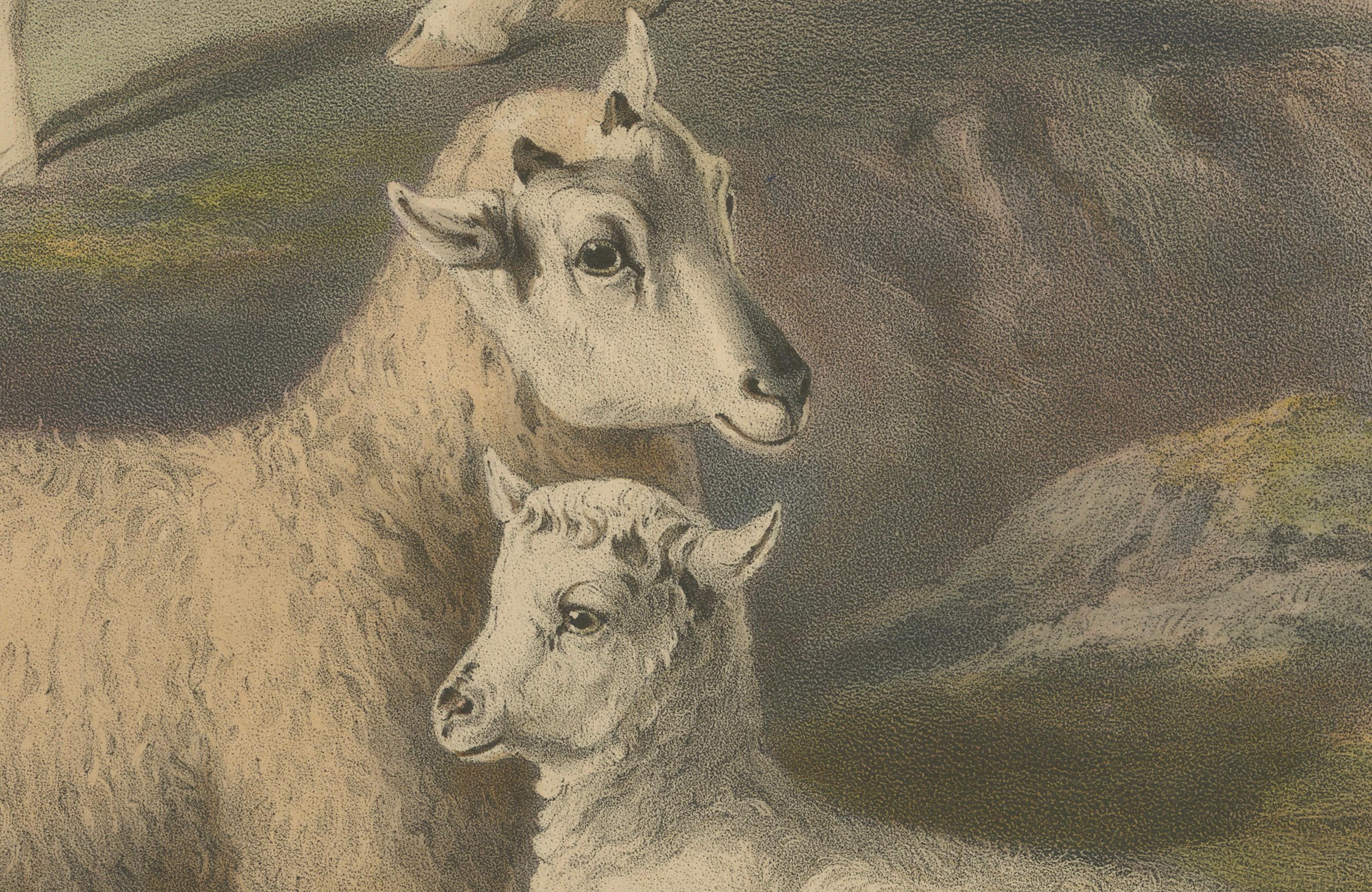 Litografía antigua Oveja, carnero y cordero de la oveja suave de Gales - 1842 Mediados del siglo XIX en venta