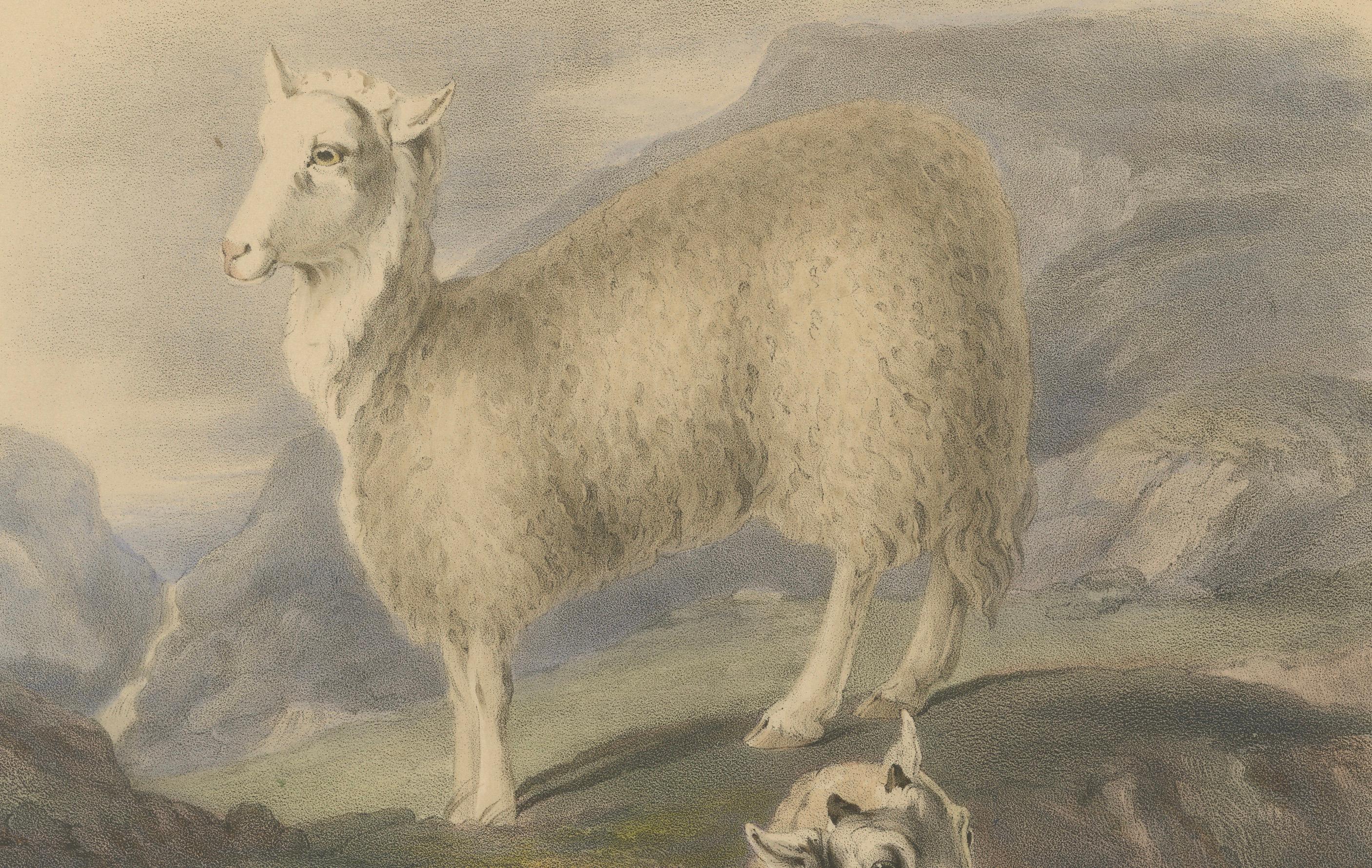 Litografía antigua Oveja, carnero y cordero de la oveja suave de Gales - 1842 Papel en venta
