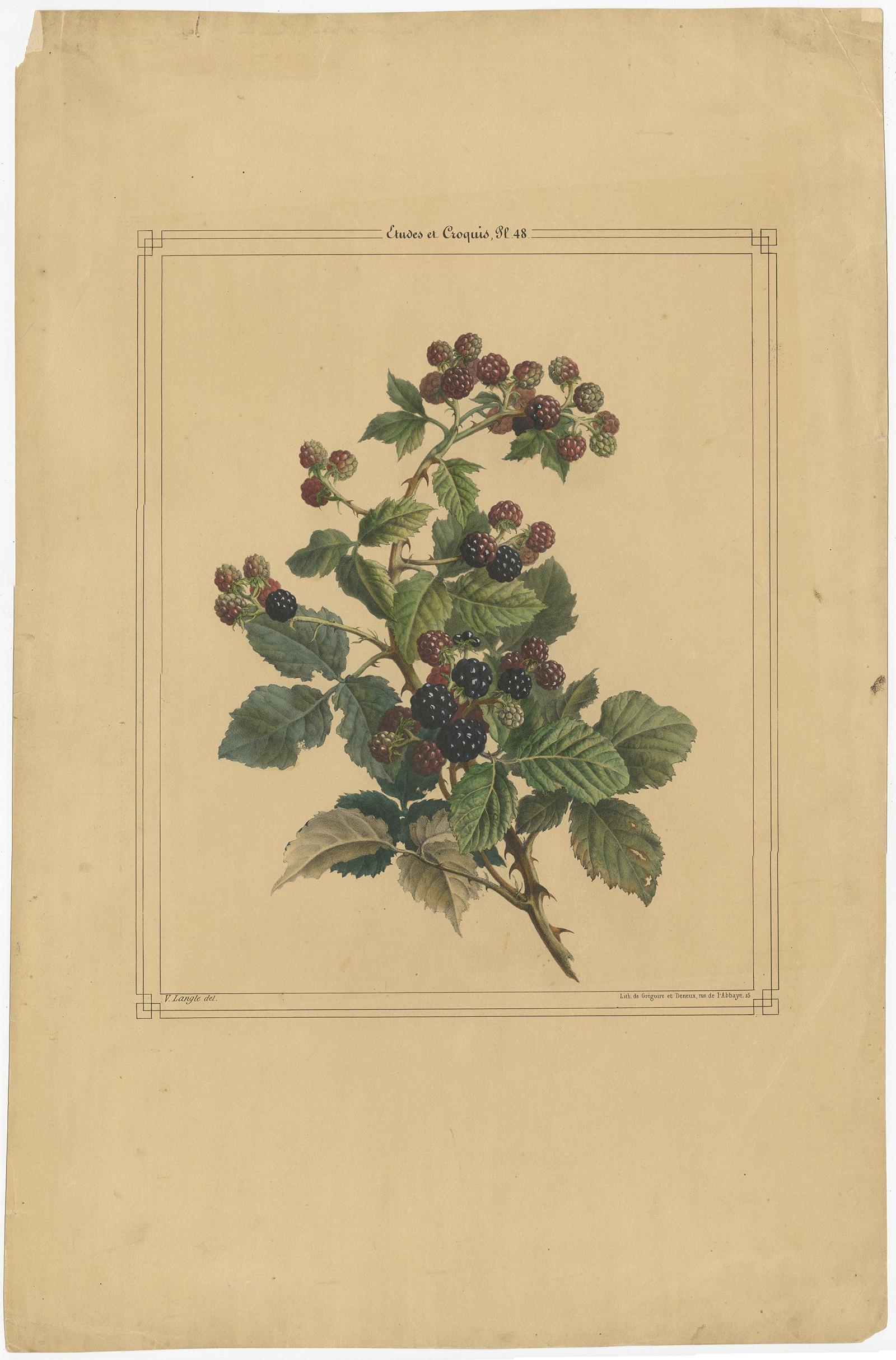 Antique print titled 'Etudes et Croquis, Pl. 48'. 

Old lithograph of a blackberry bush with blackberries. This print originates from 'Etudes et croquis : album de fleurs, fruits, oiseaux, insectes & coquilles' by V. Langle. 

Artists and