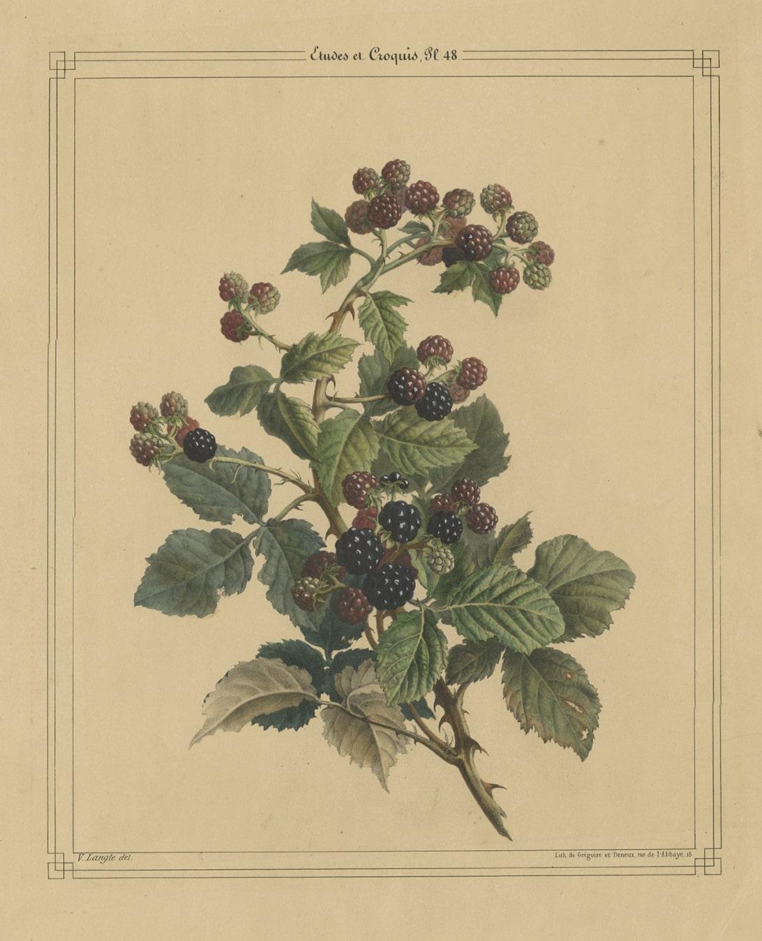 blackberry bush antiques