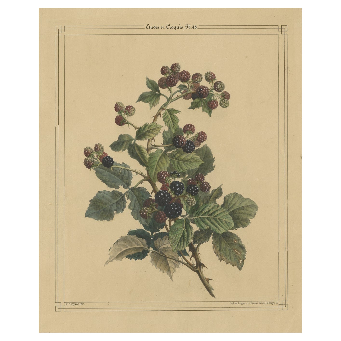 Alte Lithographie einer Blackberry Bush mit Beerenbeeren, ca. 1843 im Angebot