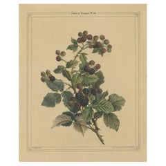 Litografia antica di un cespuglio di more con more, 1843 ca.