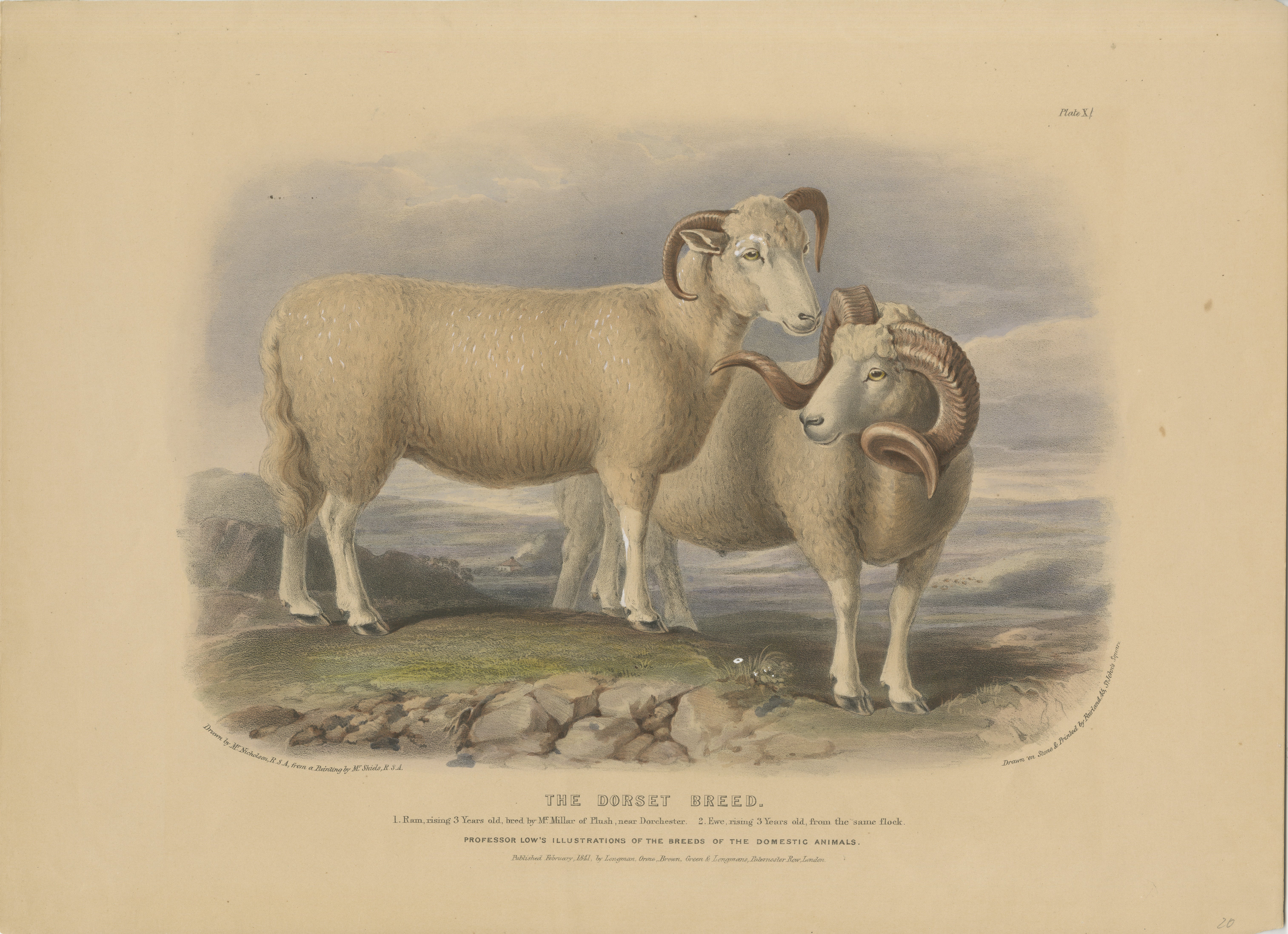 Altkolorierte Lithografie von Fairland nach W. Nicholson, aus 