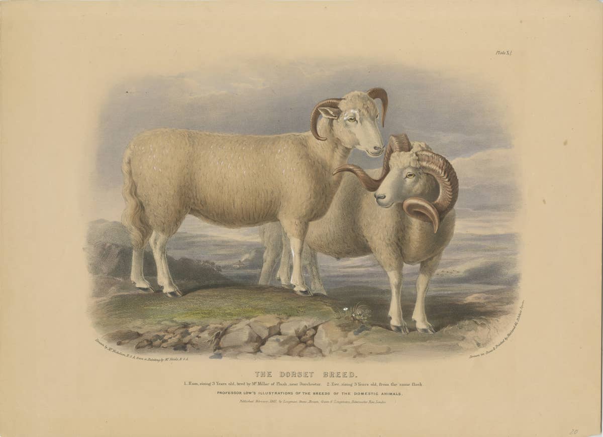 Old Lithograph of a Ram and Ewe of the Dorset Breed - 1841