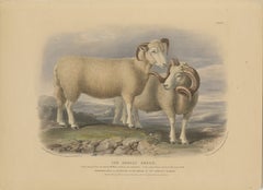 Old Lithograph of a Ram and Ewe of the Dorset Breed - 1841