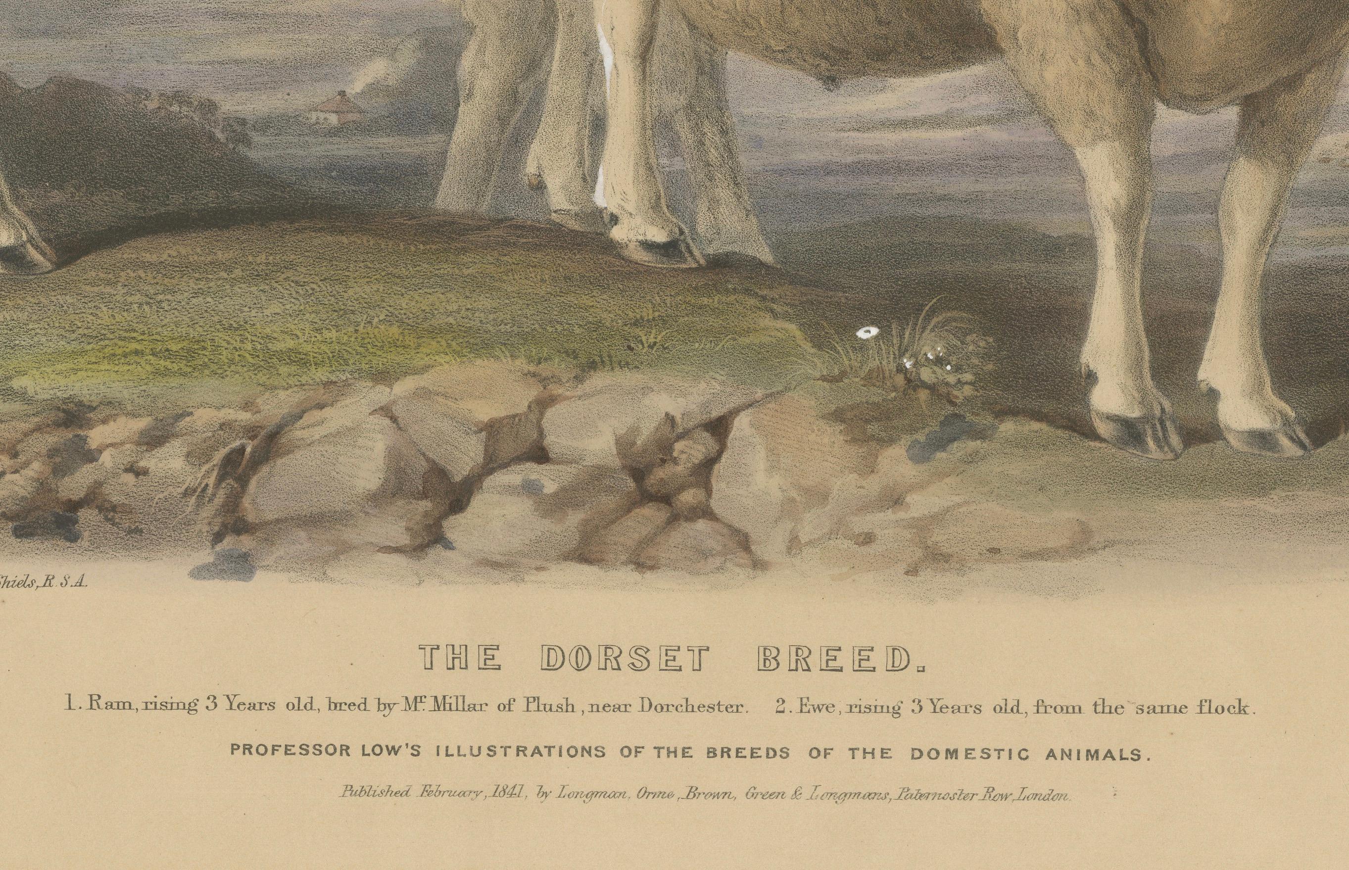 Alte Lithographie eines Widders und eines Ewe des Dorset Breed – 1841 im Zustand „Gut“ im Angebot in Langweer, NL