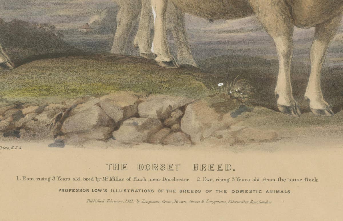 Old Lithograph of a Ram and Ewe of the Dorset Breed - 1841