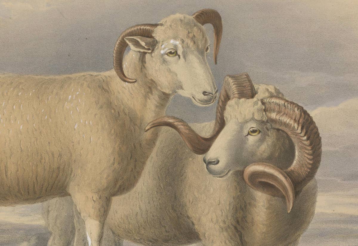 Old Lithograph of a Ram and Ewe of the Dorset Breed - 1841