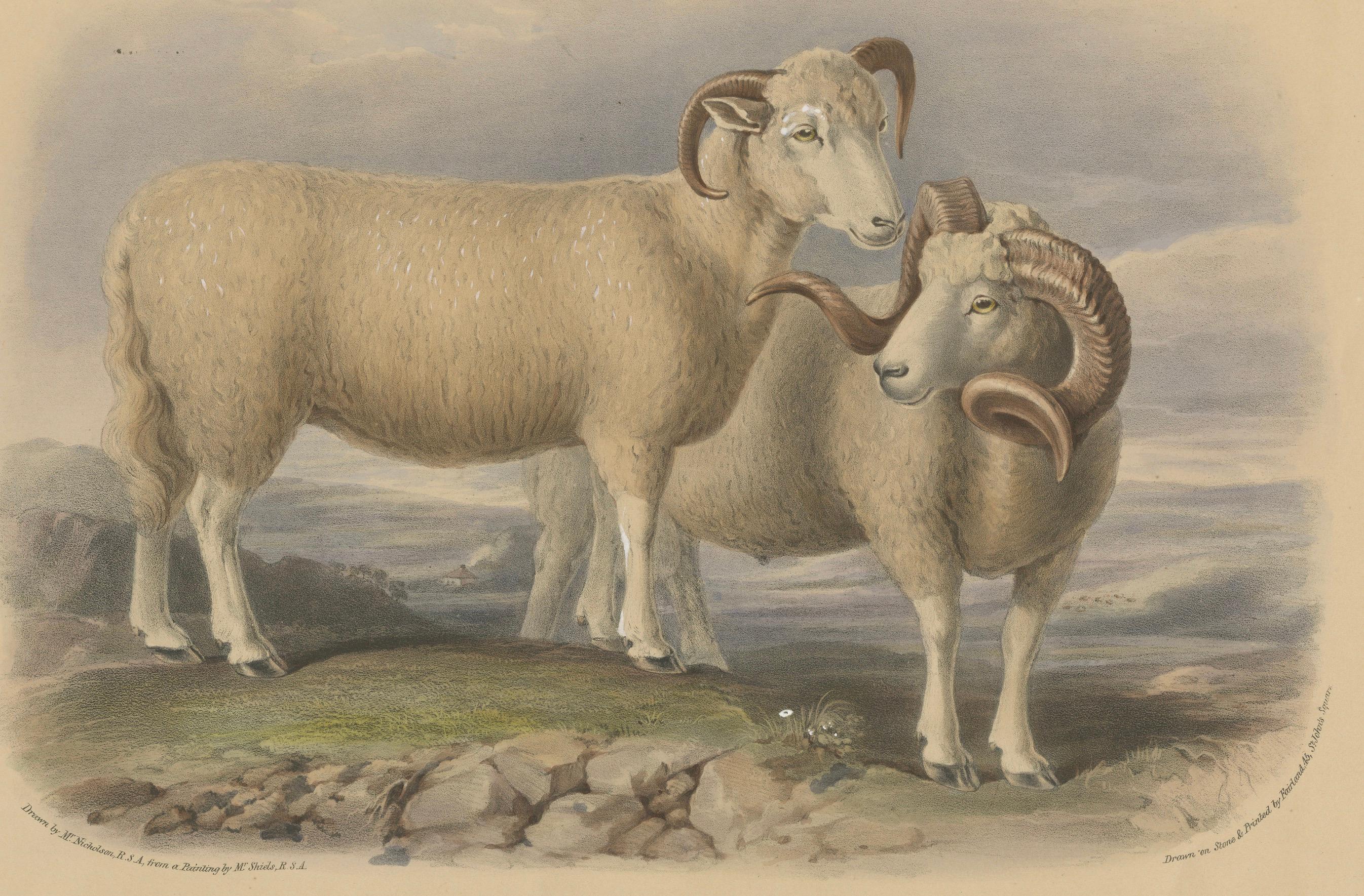 Alte Lithographie eines Widders und eines Ewe des Dorset Breed – 1841 (Papier) im Angebot