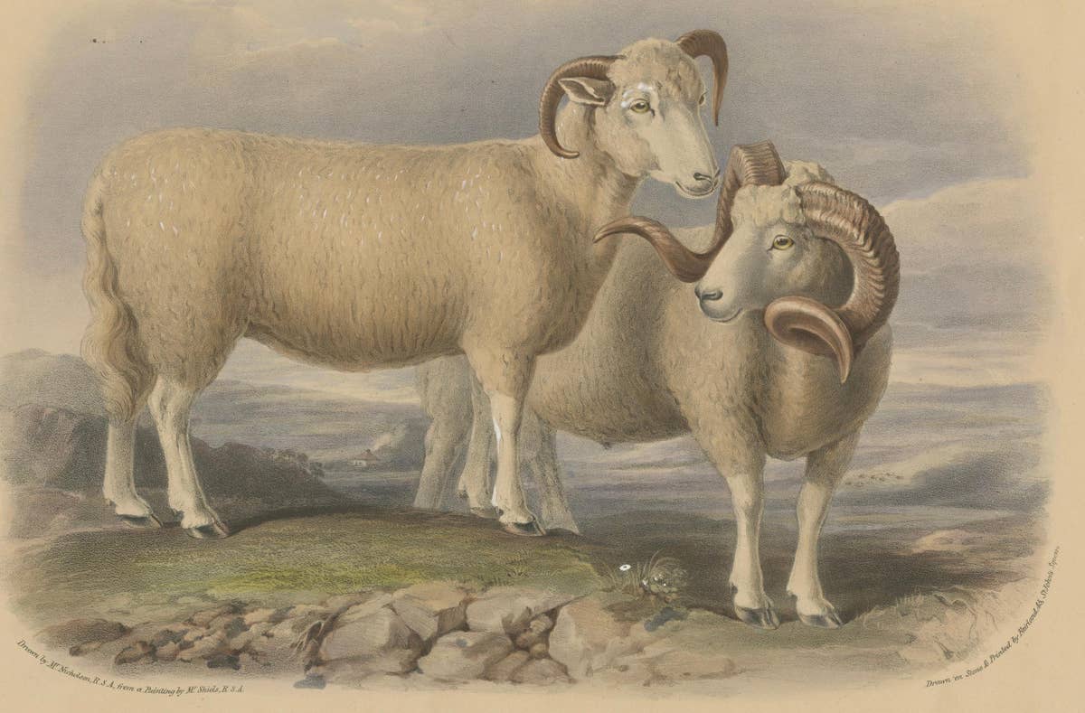 Old Lithograph of a Ram and Ewe of the Dorset Breed - 1841