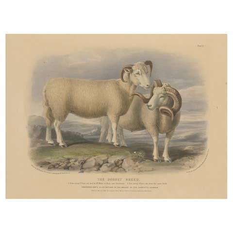 Old Lithograph of a Ram and Ewe of the Dorset Breed - 1841