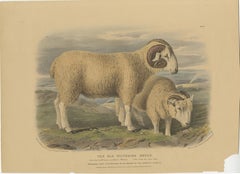Old Lithograph of a Ram and Ewe of the Old Wiltshire Breed - 1841