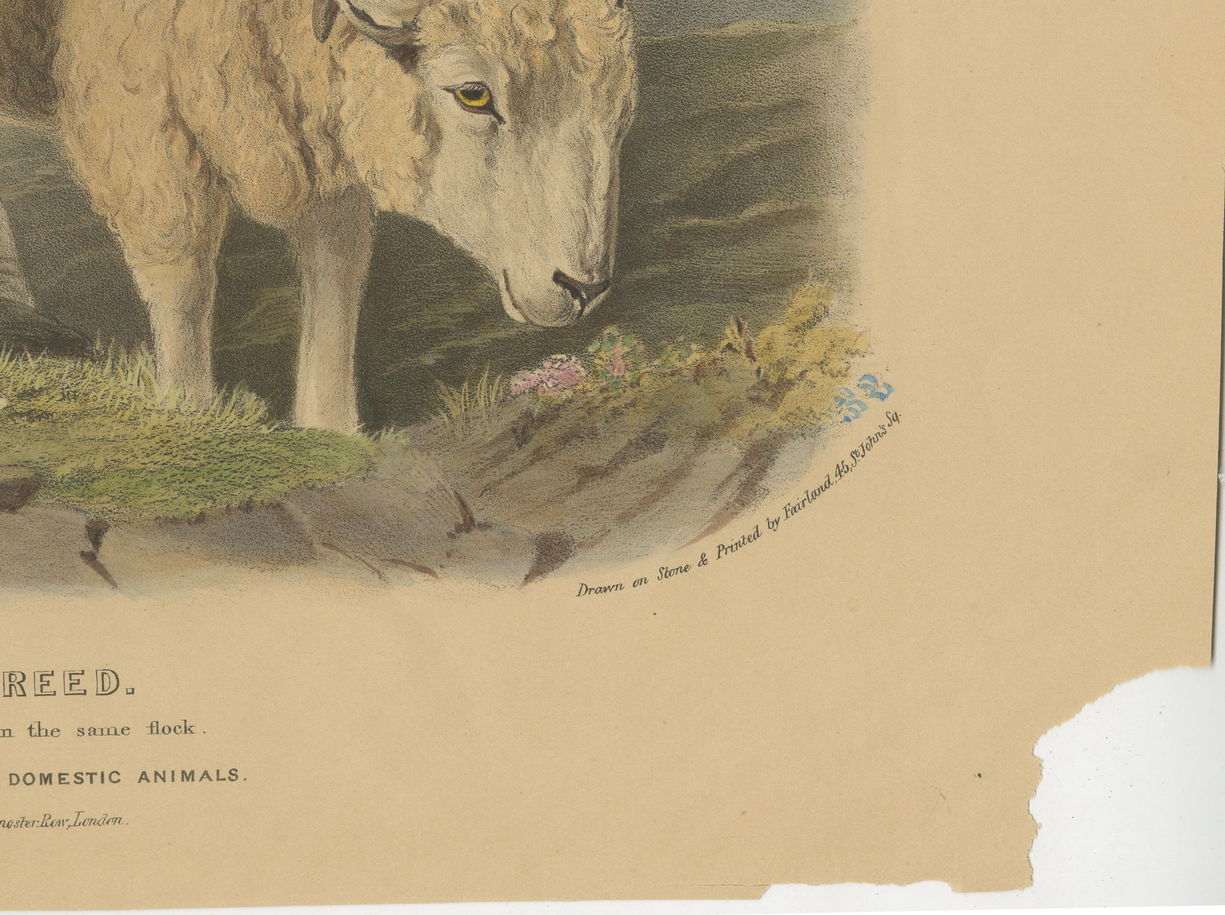 Alte Lithographie eines Widders und eines Widders aus Old Wiltshire Breed – 1841 im Zustand „Gut“ im Angebot in Langweer, NL