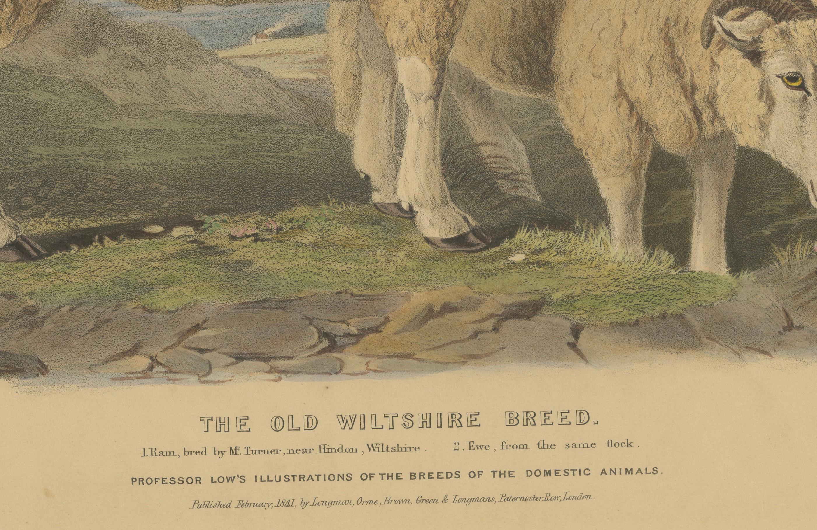 Alte Lithographie eines Widders und eines Widders aus Old Wiltshire Breed – 1841 (Mittleres 19. Jahrhundert) im Angebot