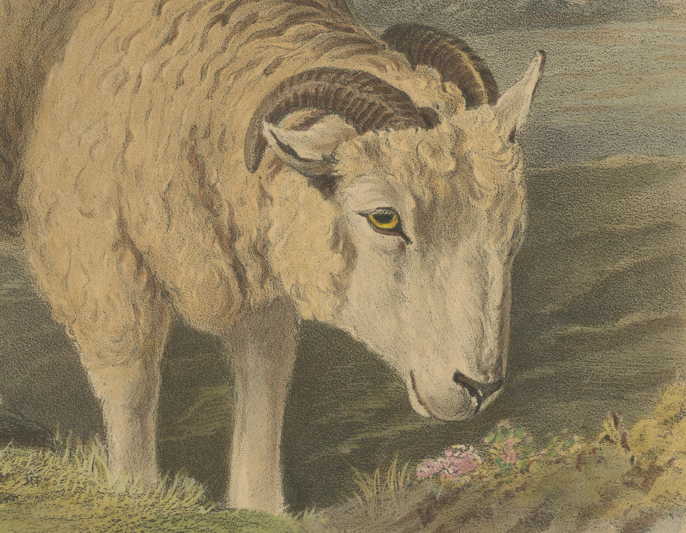 Alte Lithographie eines Widders und eines Widders aus Old Wiltshire Breed – 1841 (Papier) im Angebot