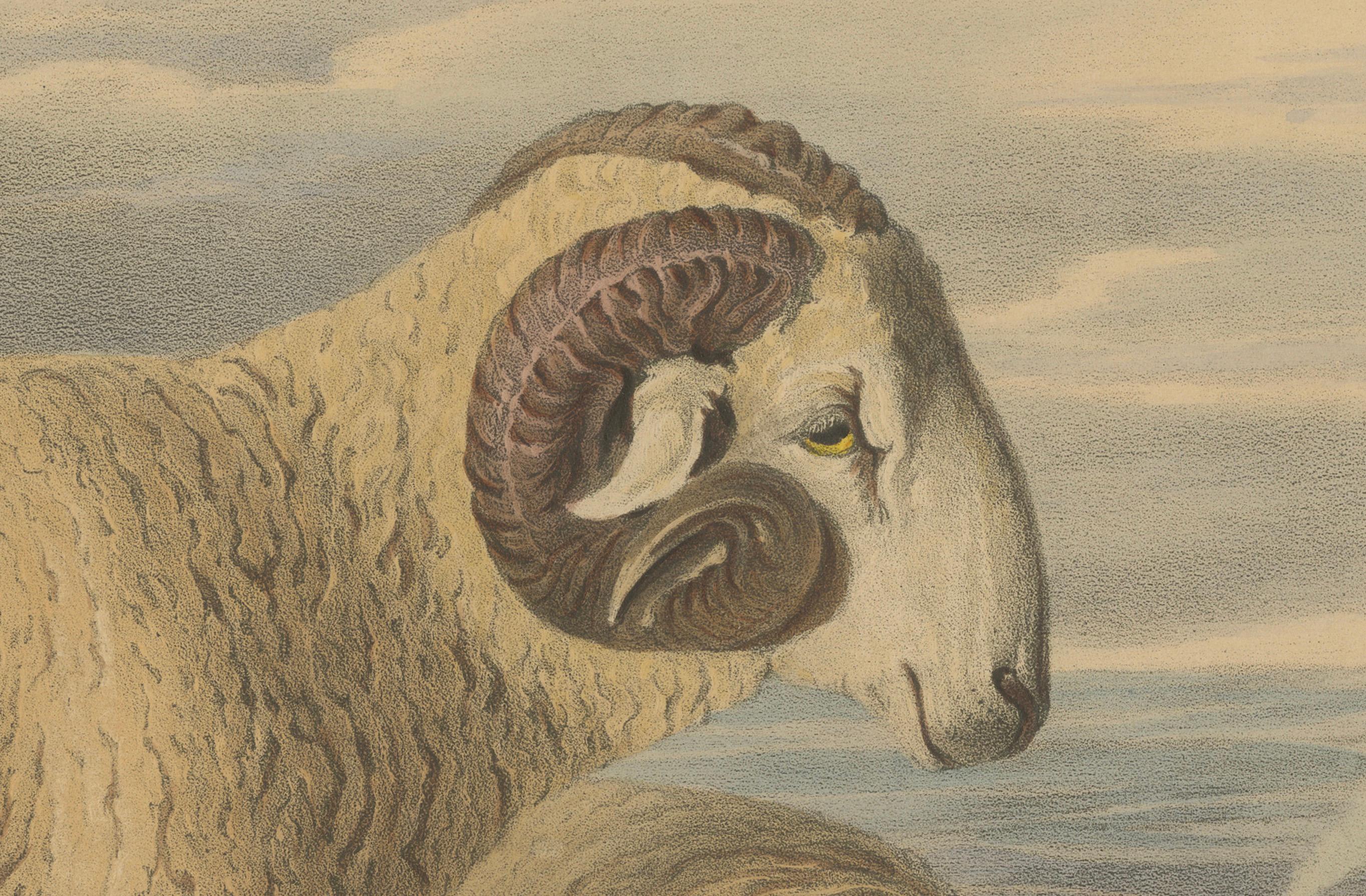 Alte Lithographie eines Widders und eines Widders aus Old Wiltshire Breed – 1841 im Angebot 1