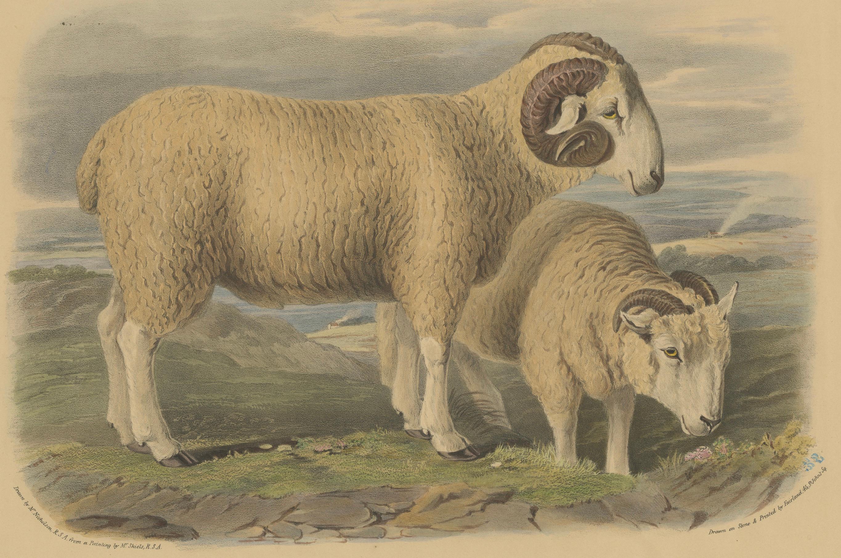 Alte Lithographie eines Widders und eines Widders aus Old Wiltshire Breed – 1841 im Angebot 2