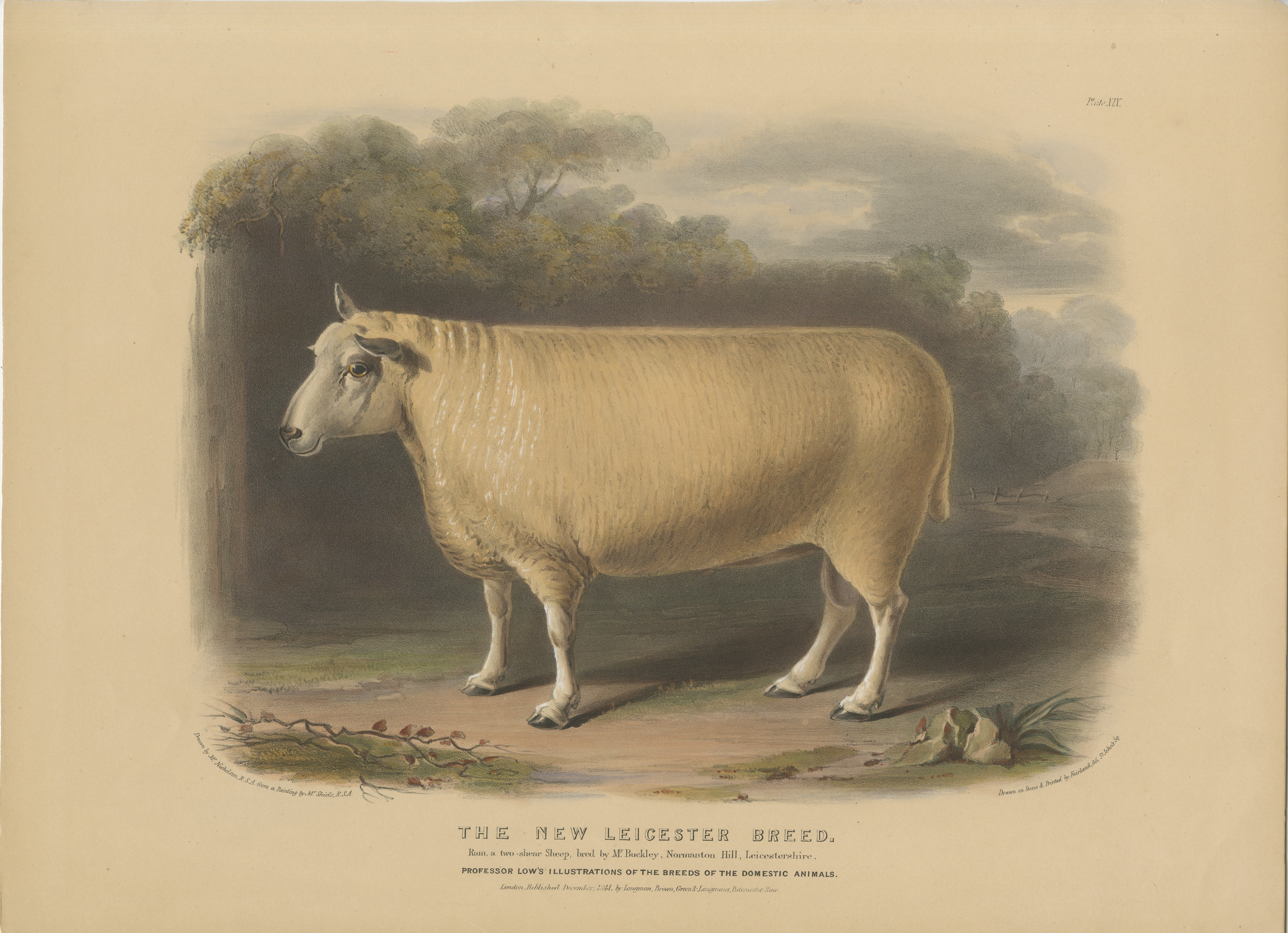 Altkolorierte Lithografie von Fairland nach W. Nicholson, aus 