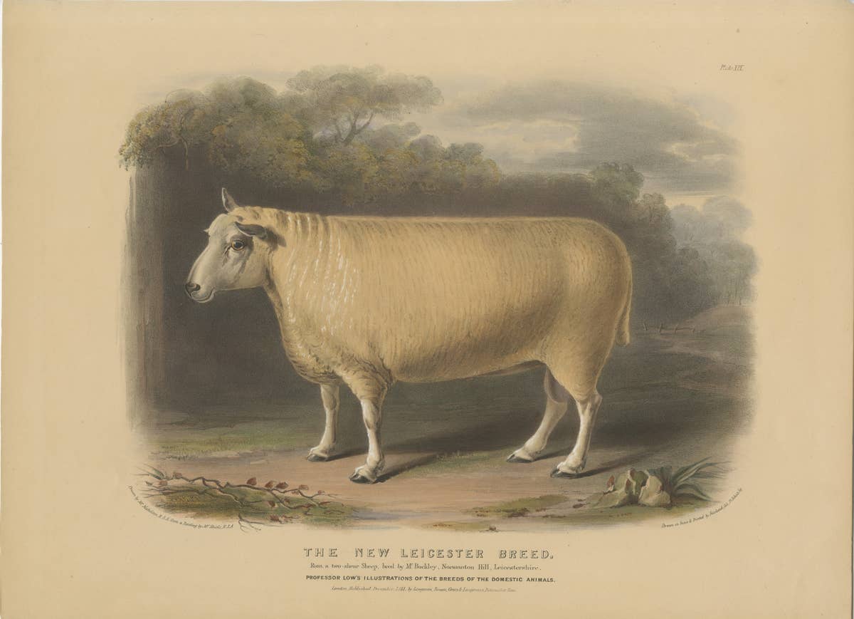 Old Lithograph of a Ram of the New Leicester Breed - 1841