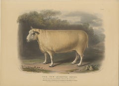 Old Lithograph of a Ram of the New Leicester Breed - 1841