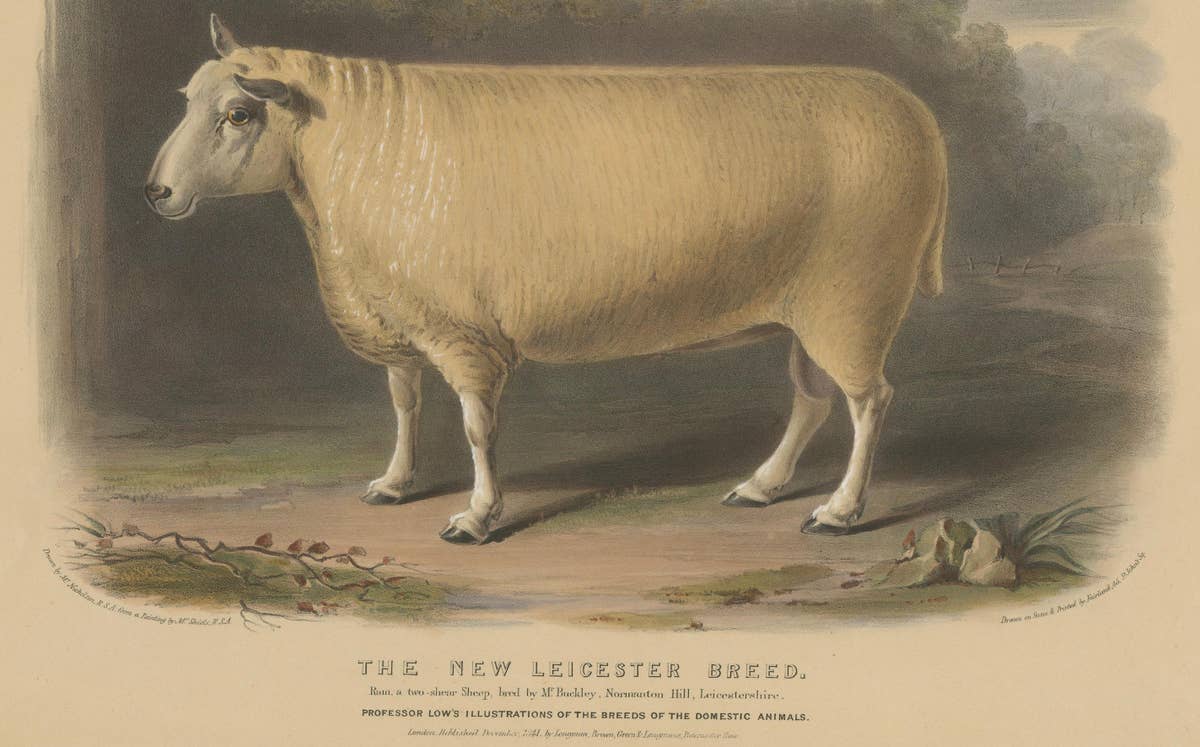 Old Lithograph of a Ram of the New Leicester Breed - 1841