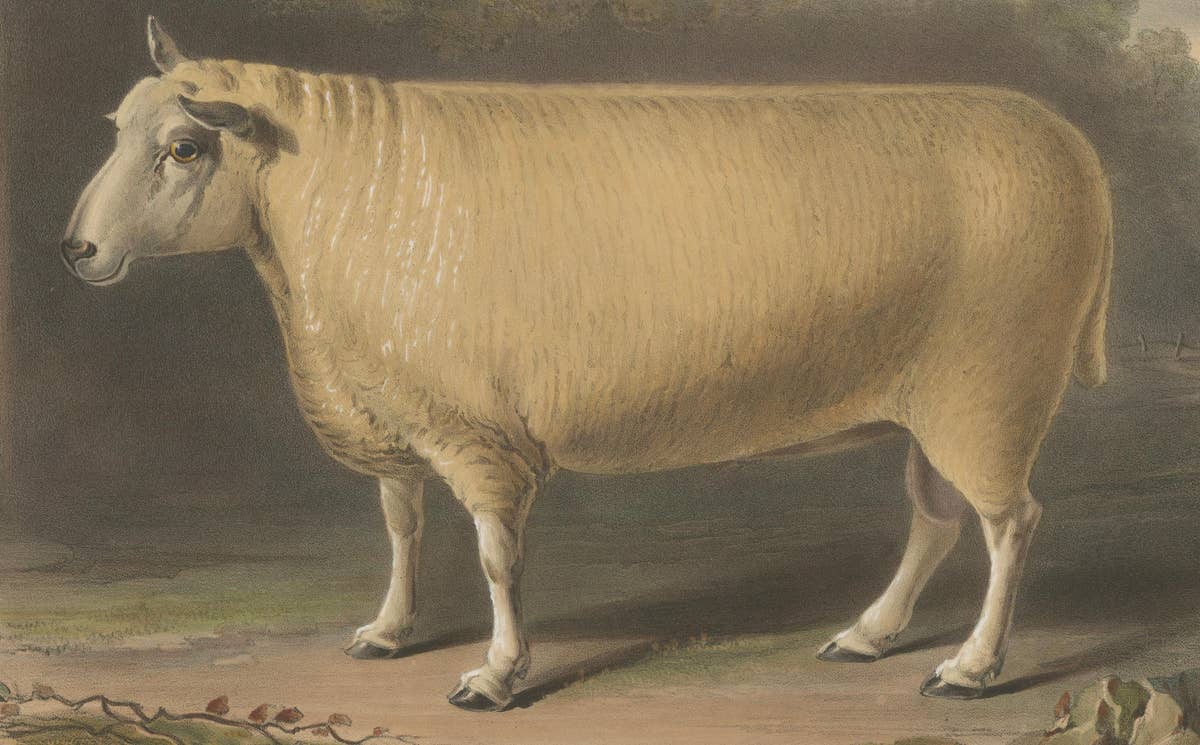 Old Lithograph of a Ram of the New Leicester Breed - 1841