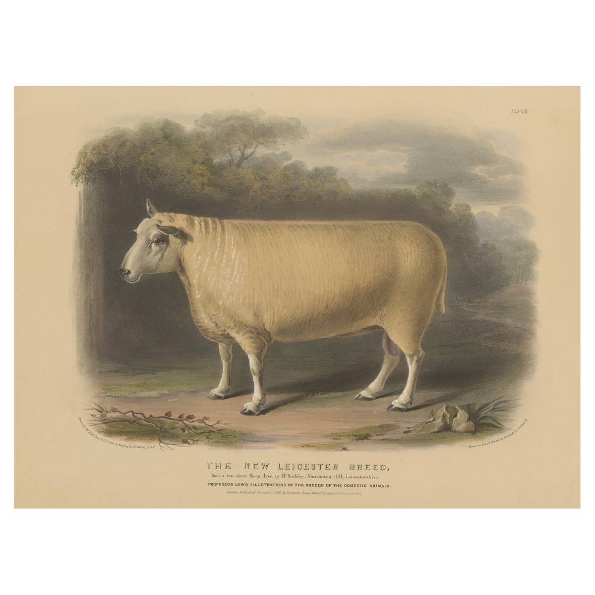 Old Lithograph of a Ram of the New Leicester Breed - 1841